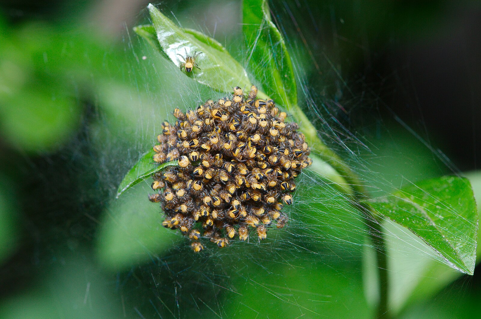 A dense golden ball of hundreds of newly hatched baby spiders clustered on a green leaf