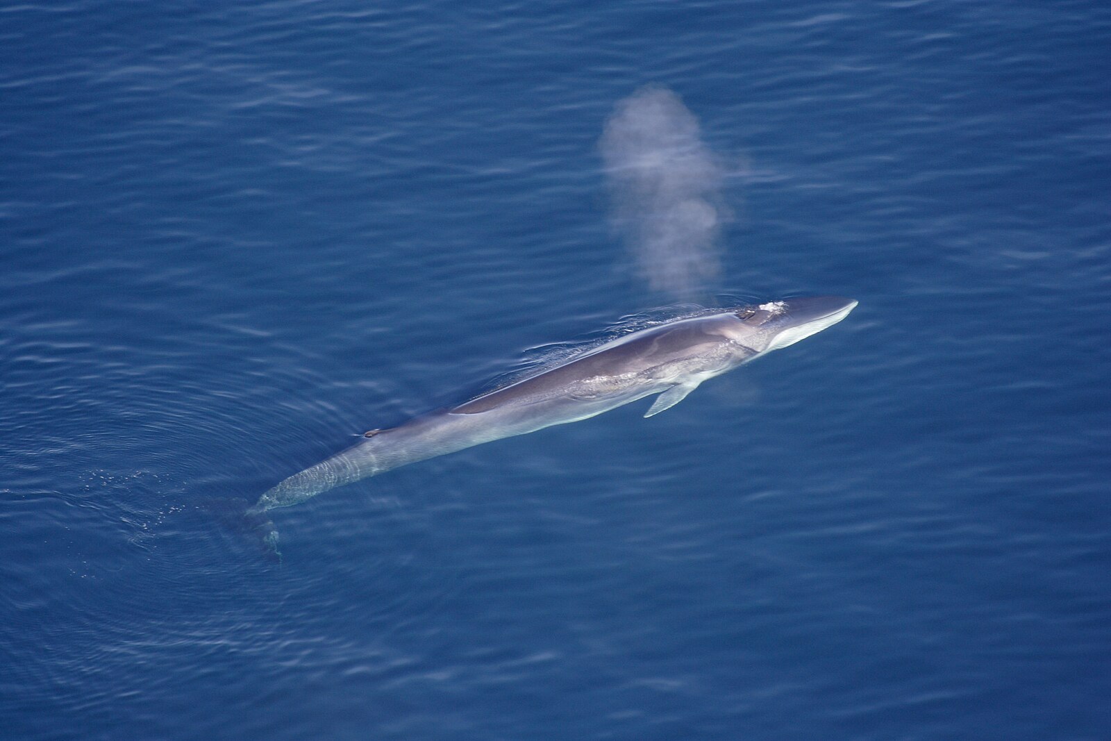 A fin whale surfacing and exhaling on bright blue open water