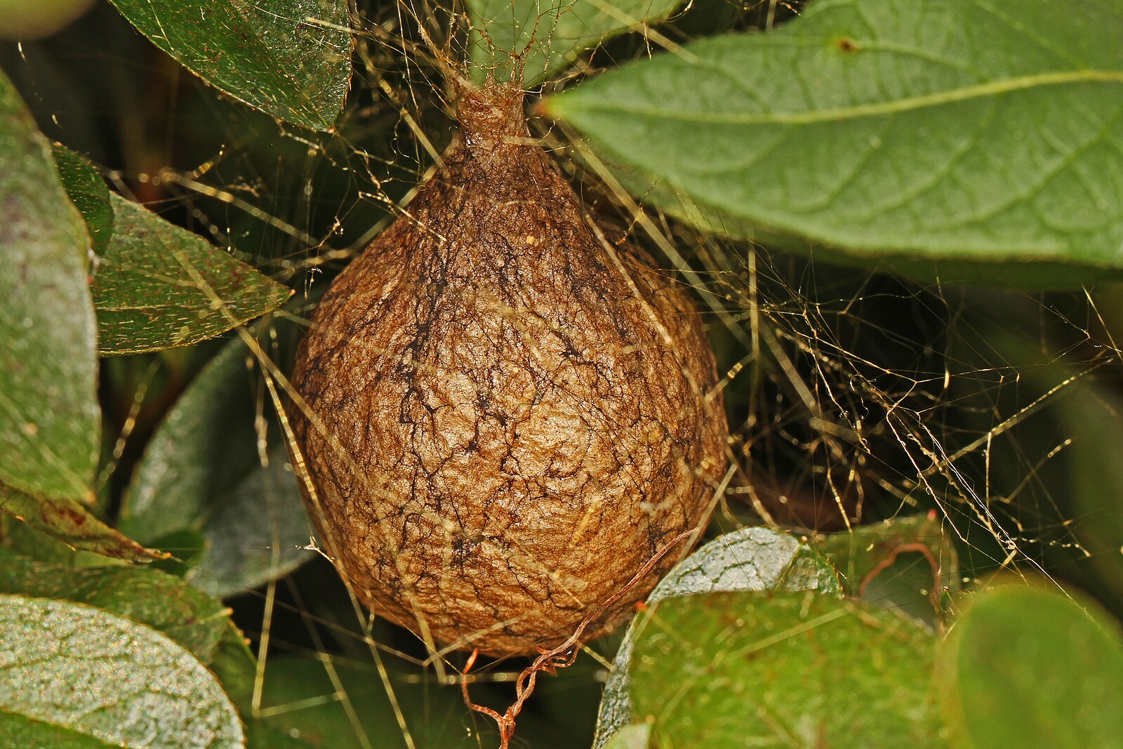 A round golden-brown garden spider egg sac hanging in silk among glossy green leaves