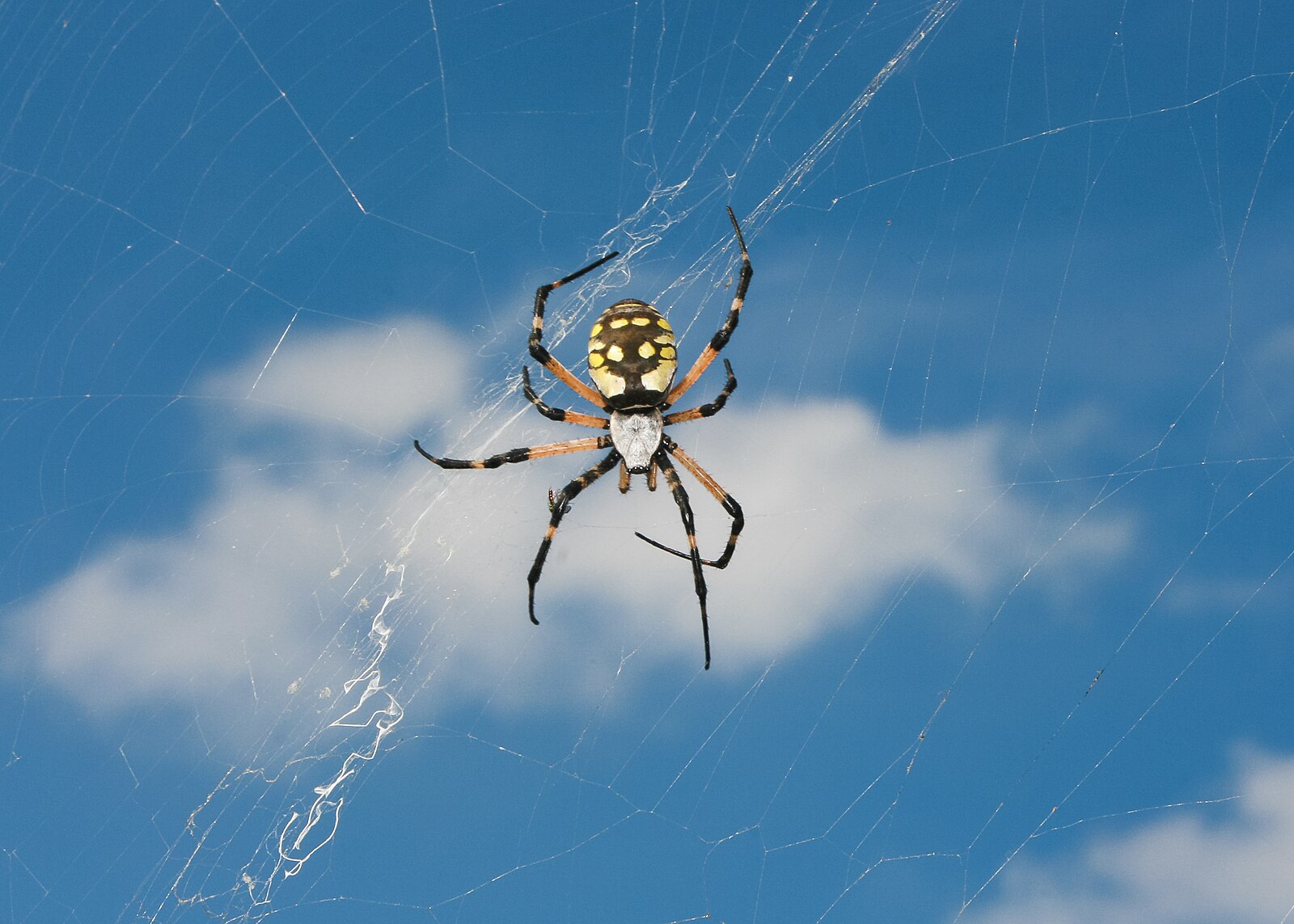 A bright yellow and black garden spider sitting in its web against a vivid blue sky with white clouds