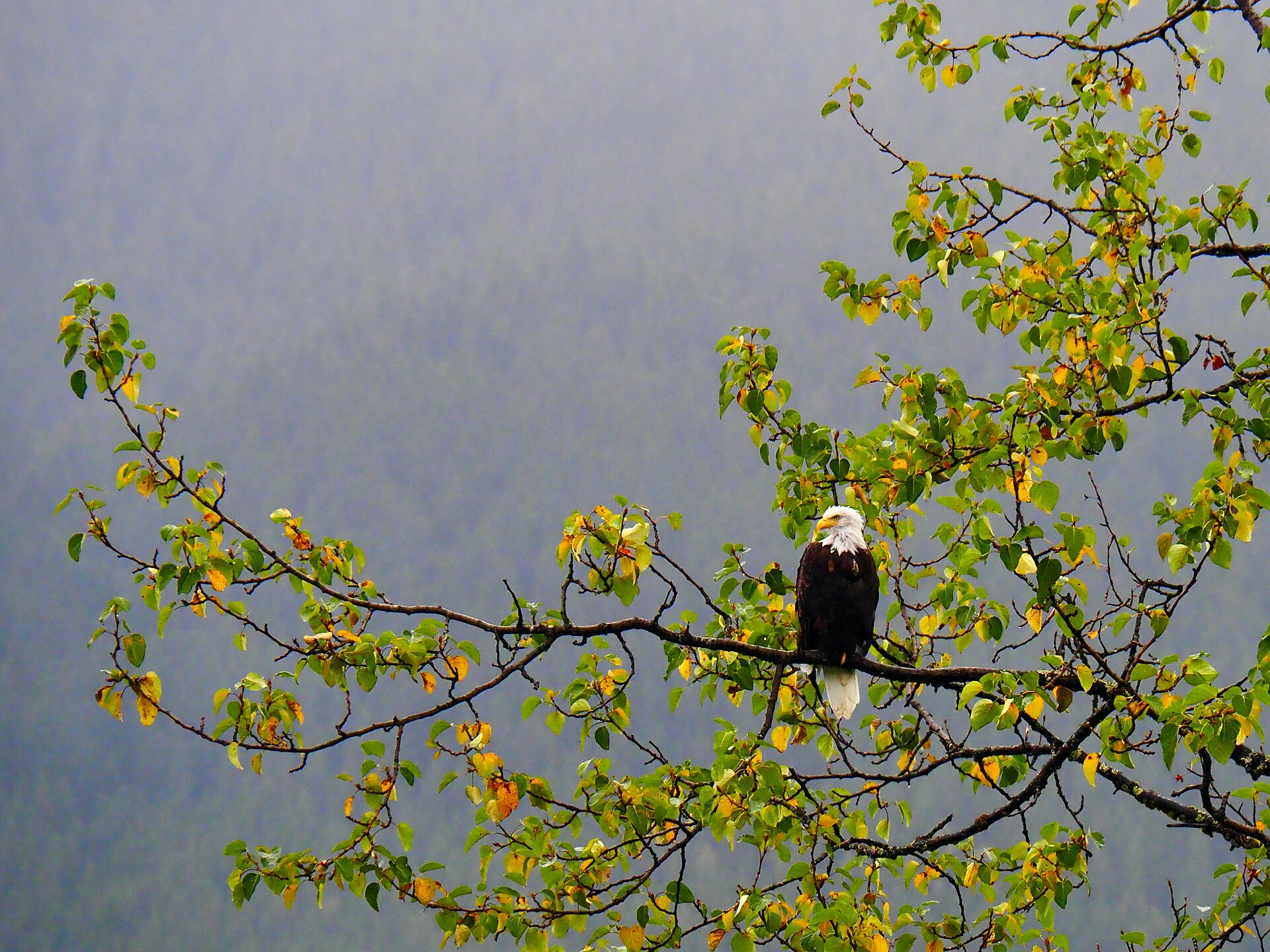 A bald eagle perched in a tree with yellowing autumn leaves near Mendenhall Glacier, Juneau