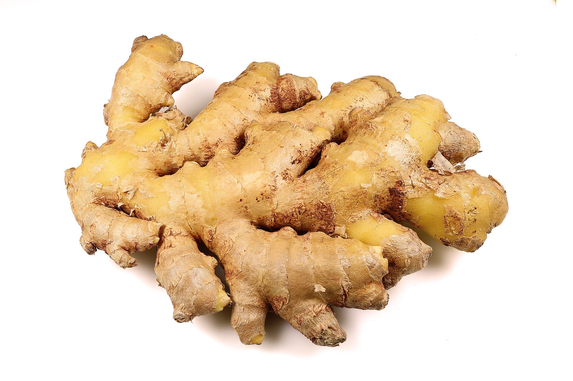 A large knobbly fresh ginger root on a white background