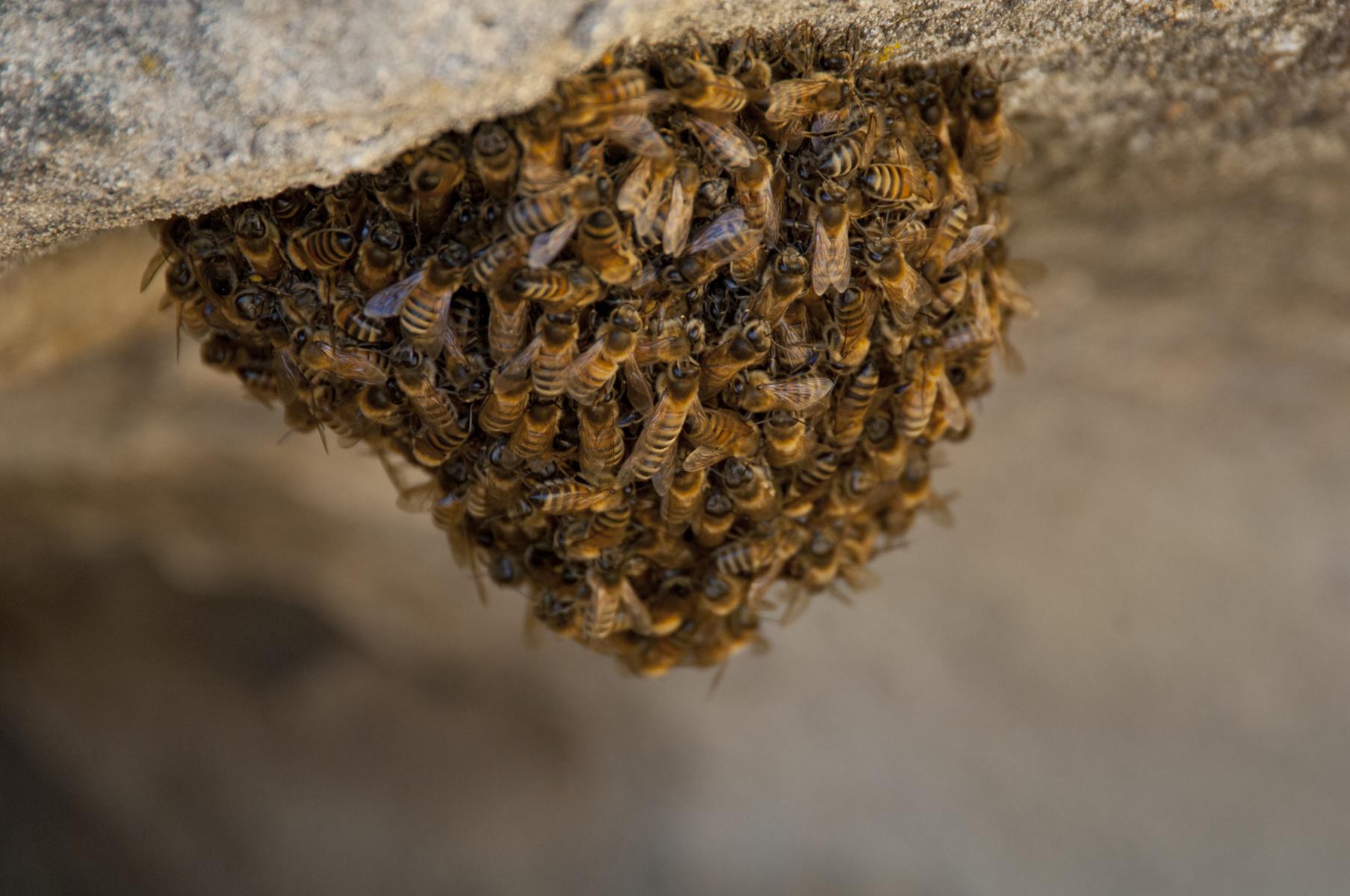 A tight cluster of honey bees hanging from the underside of a rock ledge