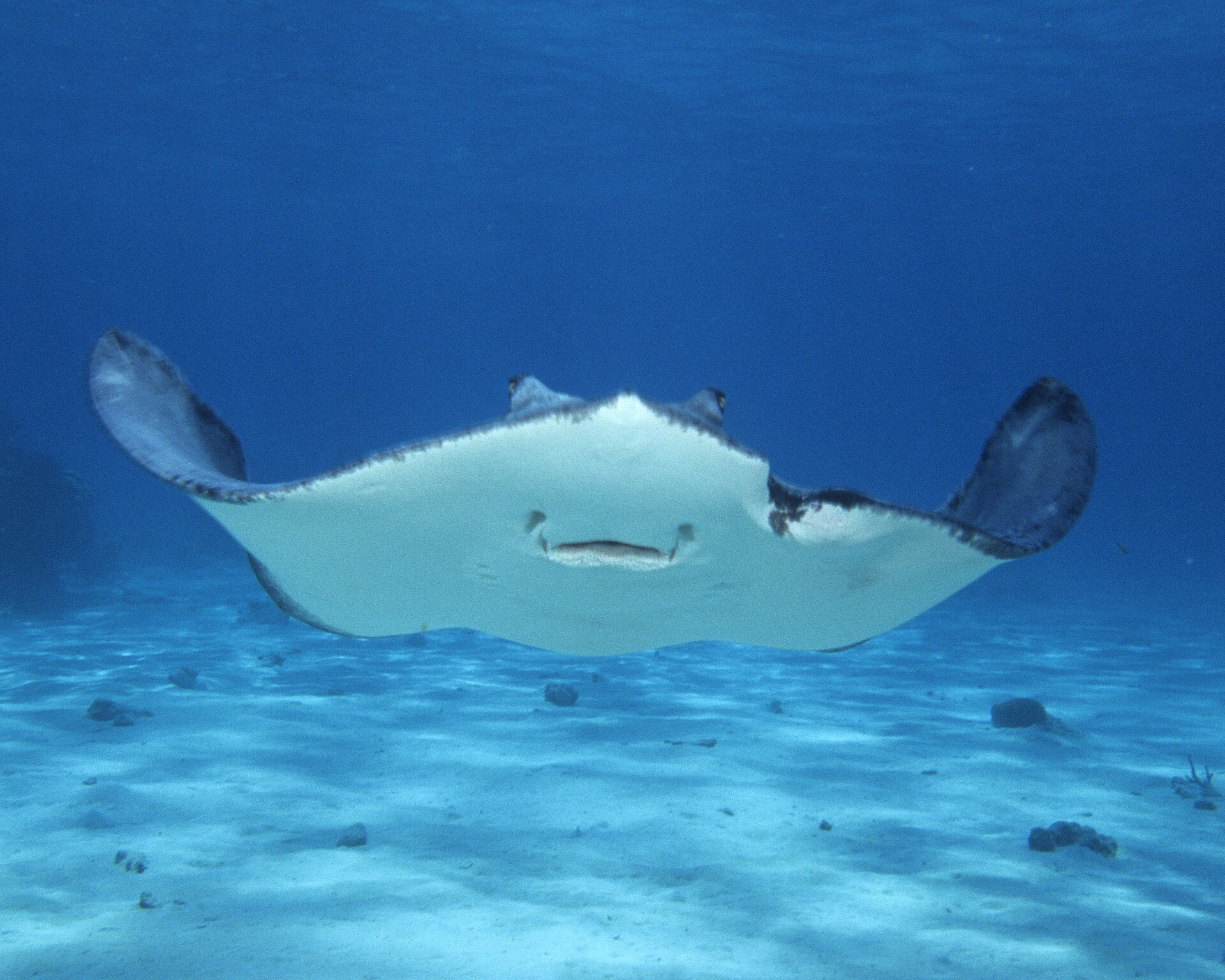 A southern stingray gliding over white sand in clear blue water at Stingray City, Grand Cayman